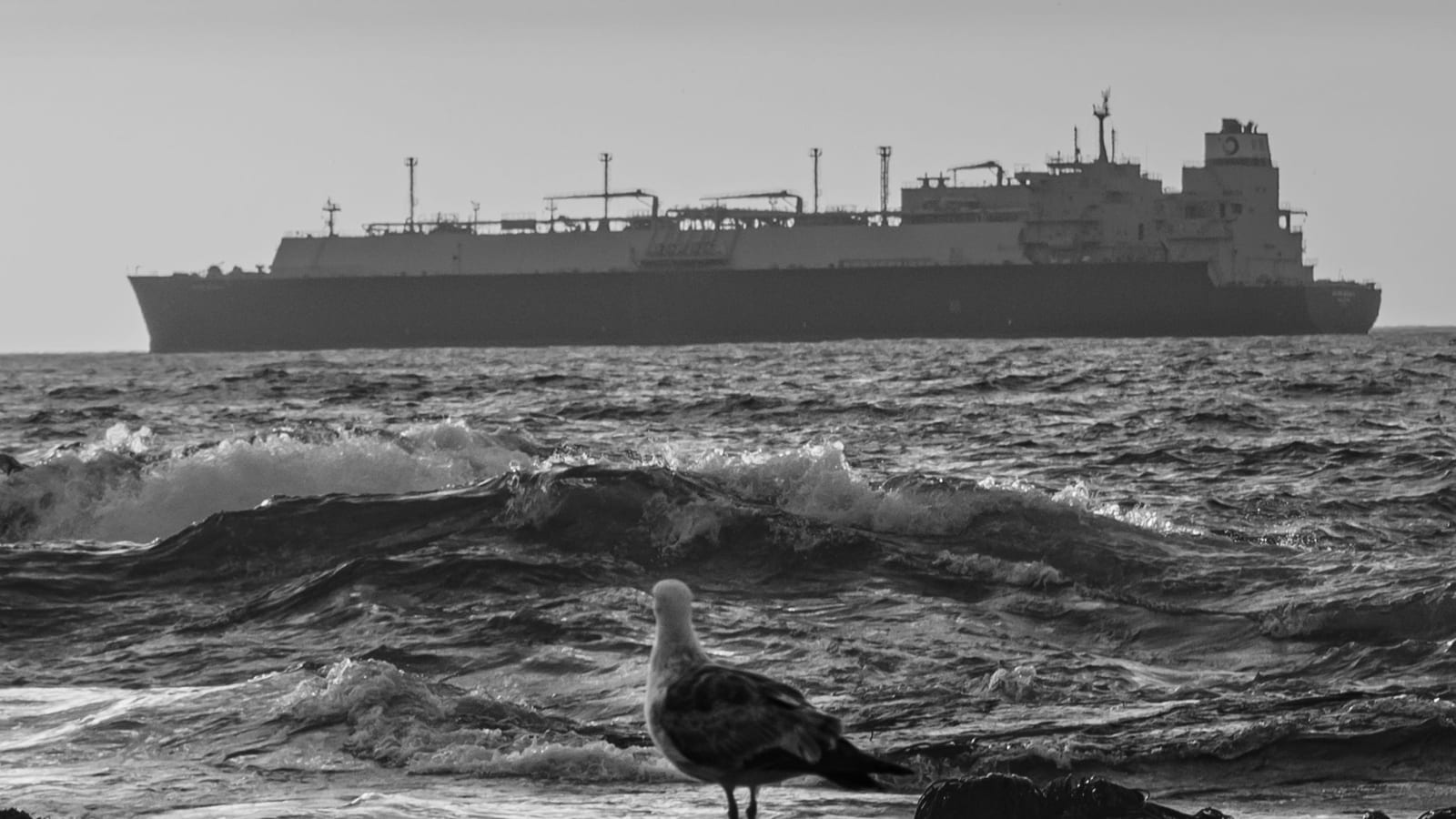 Dalgalı denizde açıktaki tanker ve kayada bir martı
